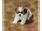 ShihPoo PUPPY FOR SALE ADN-794413 - Puppies