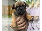 French Bulldog PUPPY FOR SALE ADN-794415 - Frenchie Puppies
