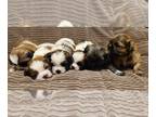Shih Tzu PUPPY FOR SALE ADN-794416 - Purebred shih tzu puppies