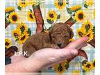 Poodle (Toy) PUPPY FOR SALE ADN-794418 - Tiny toy poodle