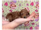 Poodle (Toy) PUPPY FOR SALE ADN-794419 - Tiny toy poodle
