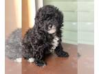 Poodle (Toy) PUPPY FOR SALE ADN-794421 - Tiny Toy Poodles
