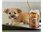 Morkie PUPPY FOR SALE ADN-794423 - Tcup Faye 25 ounces