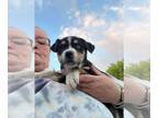American Pit Bull Terrier-Huskies Mix DOG FOR ADOPTION RGADN-1266408 - Argo -
