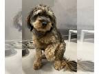 Cocker Spaniel-Poodle (Miniature) Mix DOG FOR ADOPTION RGADN-1267278 - LEVAN -