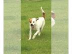 Labrador Retriever DOG FOR ADOPTION RGADN-1087837 - Oogie - Labrador Retriever /