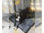 Great Dane DOG FOR ADOPTION RGADN-1090096 - Louie - Great Dane Dog For Adoption