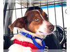 Raggle DOG FOR ADOPTION RGADN-1090167 - Meb - Rat Terrier / Beagle / Mixed
