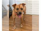 Carolina Dog Mix DOG FOR ADOPTION RGADN-1090304 - Peanut - Carolina Dog / Mixed