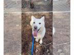Huskies Mix DOG FOR ADOPTION RGADN-1091255 - Tatum - Husky / Mixed (long coat)
