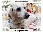 Dachshund DOG FOR ADOPTION RGADN-1091512 - Chip Bean + - Dachshund (short coat)