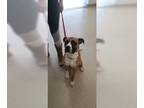 Boxer Mix DOG FOR ADOPTION RGADN-1091775 - Mika - Boxer / Mixed (short coat) Dog