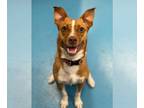 Shiba Inu DOG FOR ADOPTION RGADN-1092043 - Dior - Shiba Inu Dog For Adoption