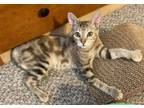 Adopt Lacey a Domestic Short Hair, Tabby