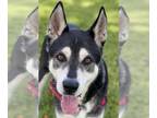 Huskies Mix DOG FOR ADOPTION RGADN-1093365 - Blake - Husky / Mixed (long coat)