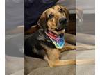 Black and Tan Coonhound Mix DOG FOR ADOPTION RGADN-1243797 - Chase - Hound /