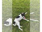 Boston Terrier Mix DOG FOR ADOPTION RGADN-1246375 - Moose: National Parks 2024