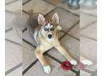 Huskies Mix DOG FOR ADOPTION RGADN-1249007 - Kaelie - Husky / Mixed (short coat)