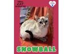 Adopt Snowball a Siamese