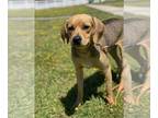 Beagle DOG FOR ADOPTION RGADN-1256204 - 2405-0237 Jake (Off Site Foster) -