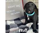 Adopt Molly a Mixed Breed