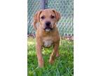 Adopt Ares a Mountain Cur, Mixed Breed