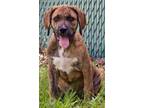 Adopt Isabelle a Mountain Cur, Mixed Breed