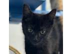 Adopt Kit Cat a Domestic Medium Hair