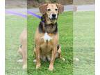 Beagle Mix DOG FOR ADOPTION RGADN-1263677 - Cicely 21656 - Beagle / Shepherd /
