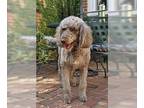 Shepadoodle DOG FOR ADOPTION RGADN-1263678 - Sadie May 24 - In Foster in