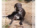 Lab-Pointer DOG FOR ADOPTION RGADN-1263682 - Casey - Labrador Retriever /