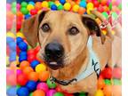 Basset Hound Mix DOG FOR ADOPTION RGADN-1263683 - Ronan LOWER FEE! IN VA!