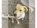 Lab-Pointer DOG FOR ADOPTION RGADN-1263697 - Lovely Lucy - Pointer / Labrador
