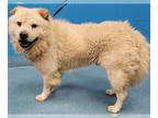 Chow Chow DOG FOR ADOPTION RGADN-1263703 - Inez - Chow Chow (long coat) Dog For