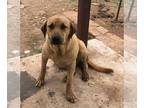 Labrador Retriever DOG FOR ADOPTION RGADN-1263708 - JEFF - Labrador Retriever
