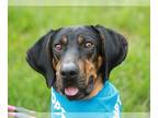 Black and Tan Coonhound-Coonhound Mix DOG FOR ADOPTION RGADN-1263711 - Melody -