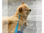 Chow Chow DOG FOR ADOPTION RGADN-1263717 - BELLA - Chow Chow (long coat) Dog For
