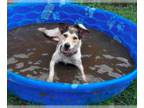 Parson Russell Terrier Mix DOG FOR ADOPTION RGADN-1263720 - Clementine - Fox