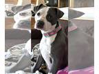 American Pit Bull Terrier DOG FOR ADOPTION RGADN-1263722 - Nala Grace - American