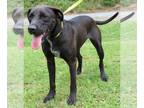 Labrador Retriever Mix DOG FOR ADOPTION RGADN-1263724 - Shadow 38045 - Labrador