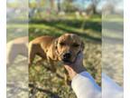 American Pit Bull Terrier-Dachshund Mix DOG FOR ADOPTION RGADN-1263729 - Lola -