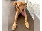 Labrador Retriever DOG FOR ADOPTION RGADN-1263737 - Kobe - Labrador Retriever