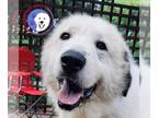 Great Pyrenees DOG FOR ADOPTION RGADN-1263738 - Fitzwilliam - Great Pyrenees