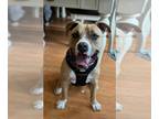 Boxer Mix DOG FOR ADOPTION RGADN-1263742 - Ollie Mon - Boxer / Terrier / Mixed