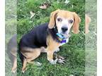 Beagle DOG FOR ADOPTION RGADN-1263746 - Fletcher - Beagle (short coat) Dog For