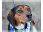 Beagle Mix DOG FOR ADOPTION RGADN-1263747 - Justin - Beagle / Mixed (short coat)