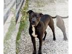 American Pit Bull Terrier Mix DOG FOR ADOPTION RGADN-1263755 - Davidson - Pit