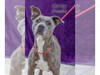 American Pit Bull Terrier Mix DOG FOR ADOPTION RGADN-1263767 - Corey - American