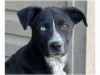 Huskies -Labrador Retriever Mix DOG FOR ADOPTION RGADN-1263769 - Hudson - Husky