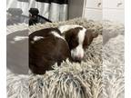 Australian Shepherd-Brittany Mix DOG FOR ADOPTION RGADN-1263771 - UT/Mallory